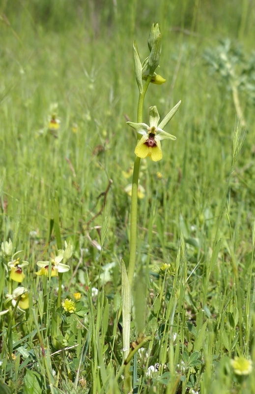 Ophrys lacaitae tra introgressioni e forme ibride  Molise 2023.